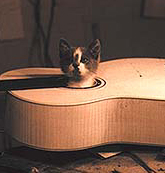 ギターに入った猫
